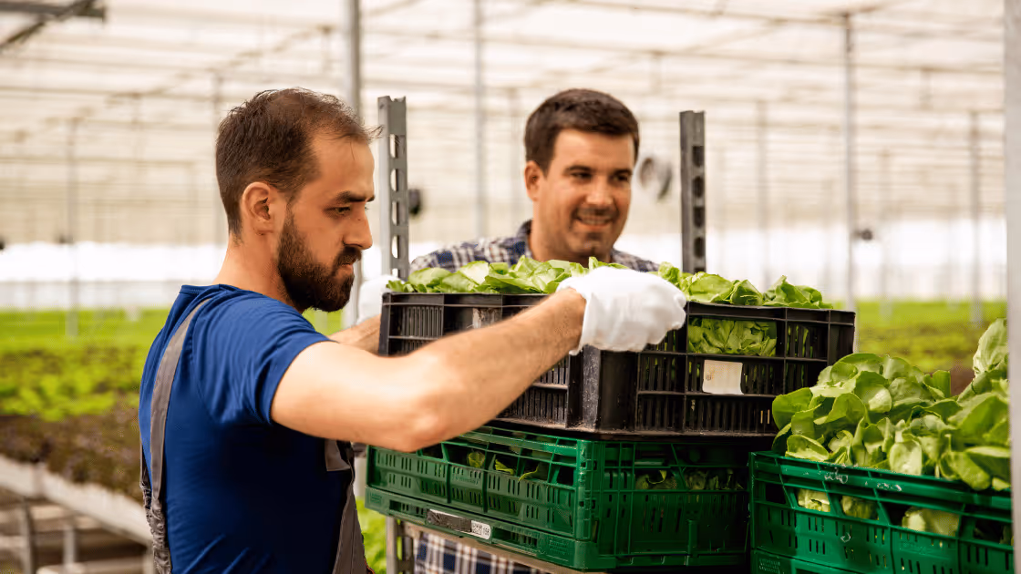 Wholesale Line Sheets: Guide for Farms