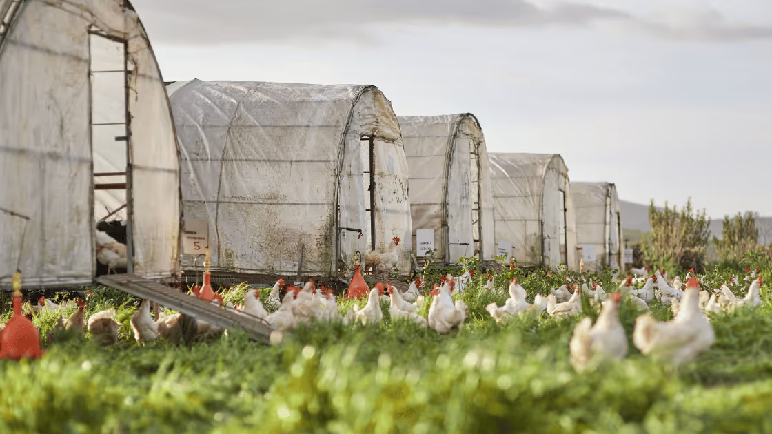 Chickens grazing on pasture at organic chicken farm.