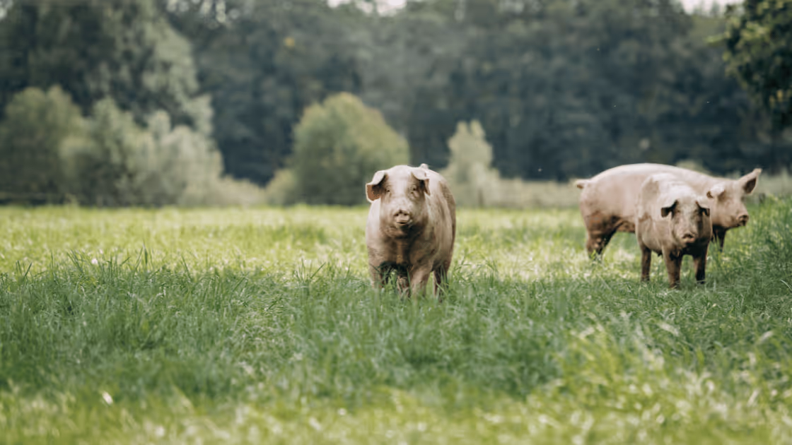 How to Sell Pork: Guide for Selling Pork in the U.S. & Canada