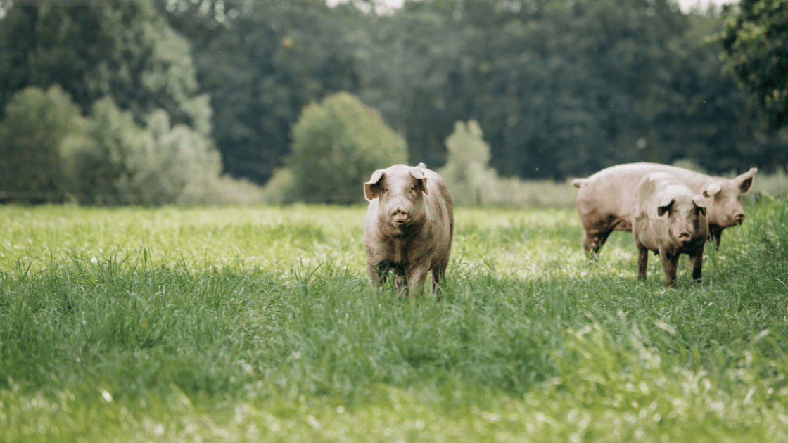 How to Sell Pork: Guide for Selling Pork in the U.S. & Canada