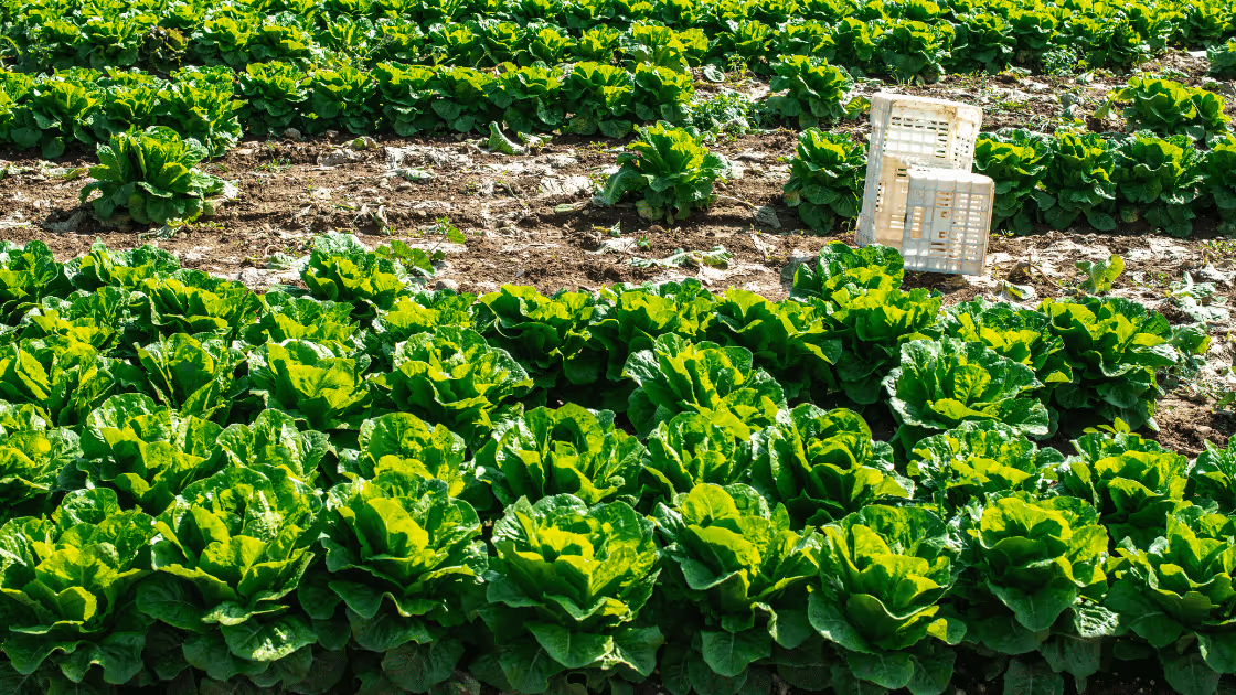 Best Platform to Sell Food Online in 2026: Top 8 Options