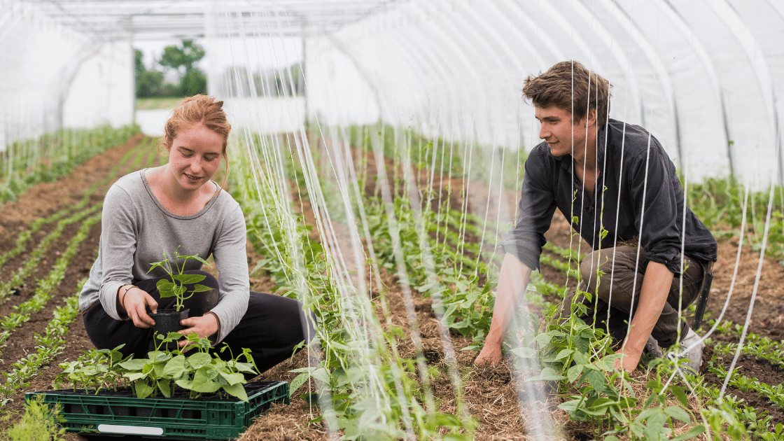 Young farmers planting seedlings in polytunnel.