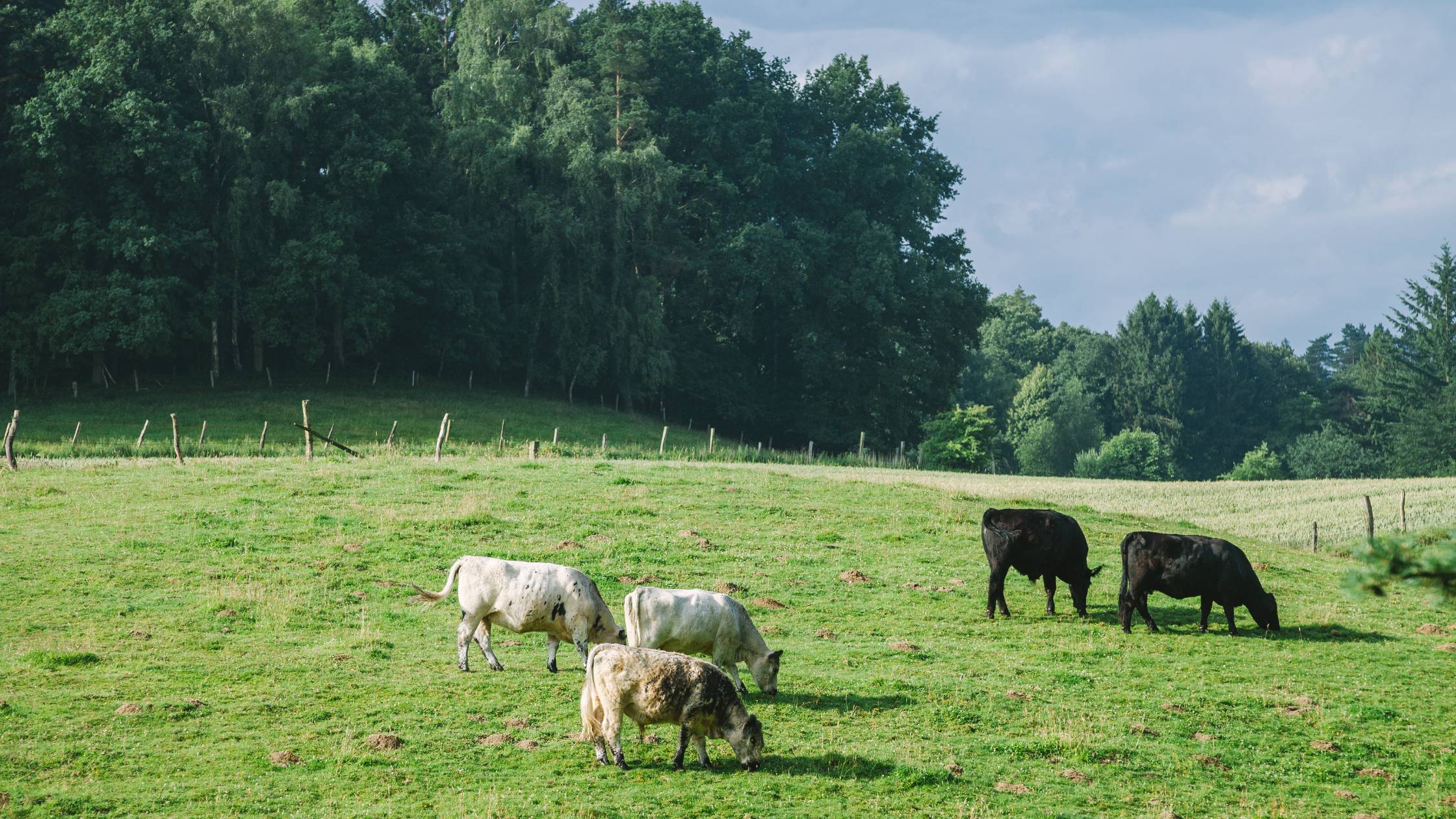 Cattle grazing on grass field