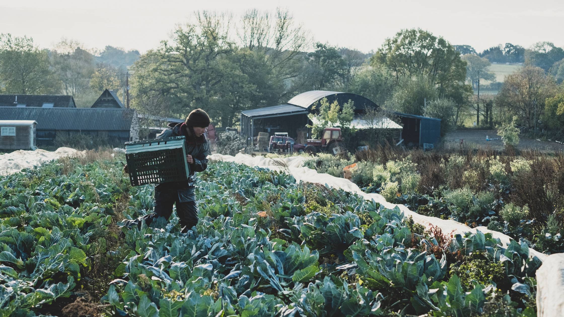 Farmer harvesting kale in a field in winter.