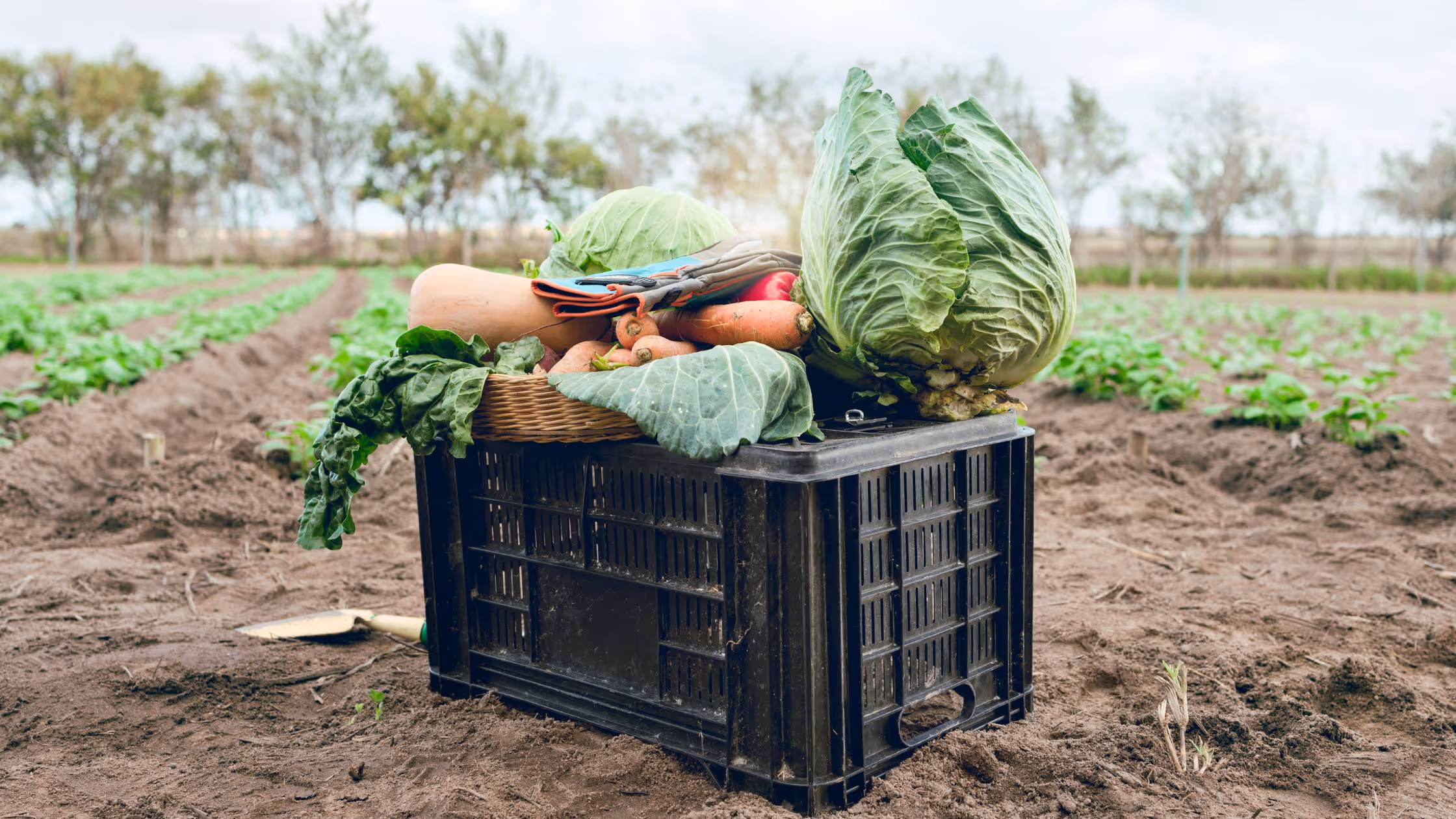 CSA farm box with produce sitting in field.
