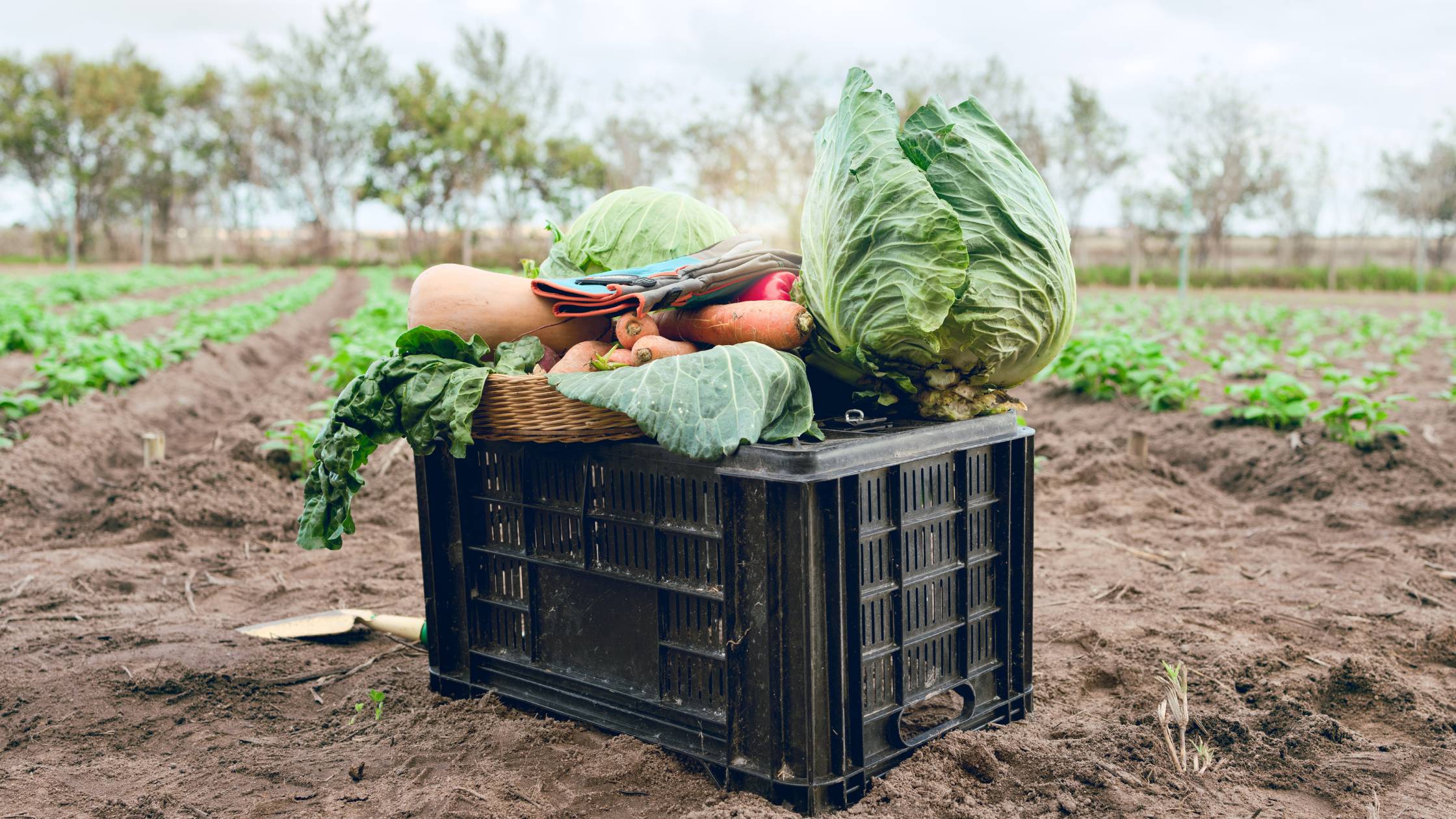 CSA farm box with produce sitting in field.