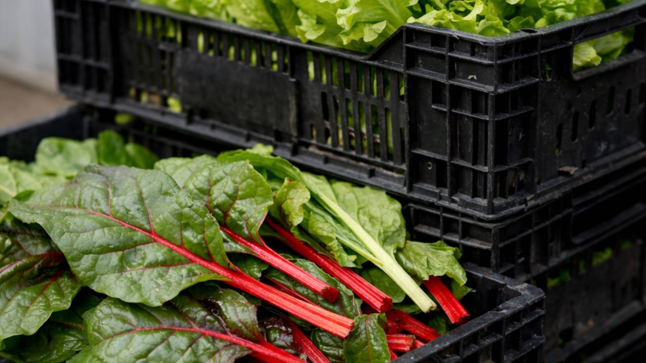 Freshly harvested chard in a crate in warehouse.