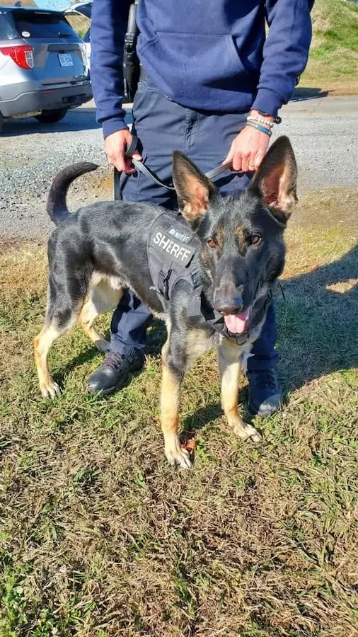 Police officer with K9 dog