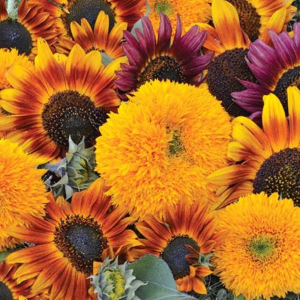 Image of Sunflower Seed Mix from Seed Savers Exchange