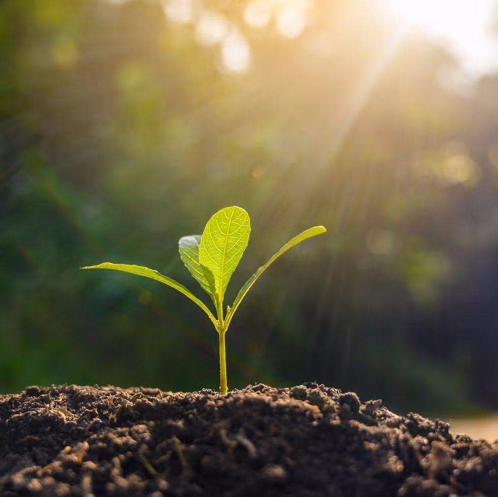 “The day you plant the seed is not the day you eat the fruit.” - Unknown A sign known for its slow and methodical, plodding, Taurus endures all aspects of the growth cycle. Taurus teaches patience as a virtue. If we are ever to savor the sweetness of a grape left long-enough on the vine, ...