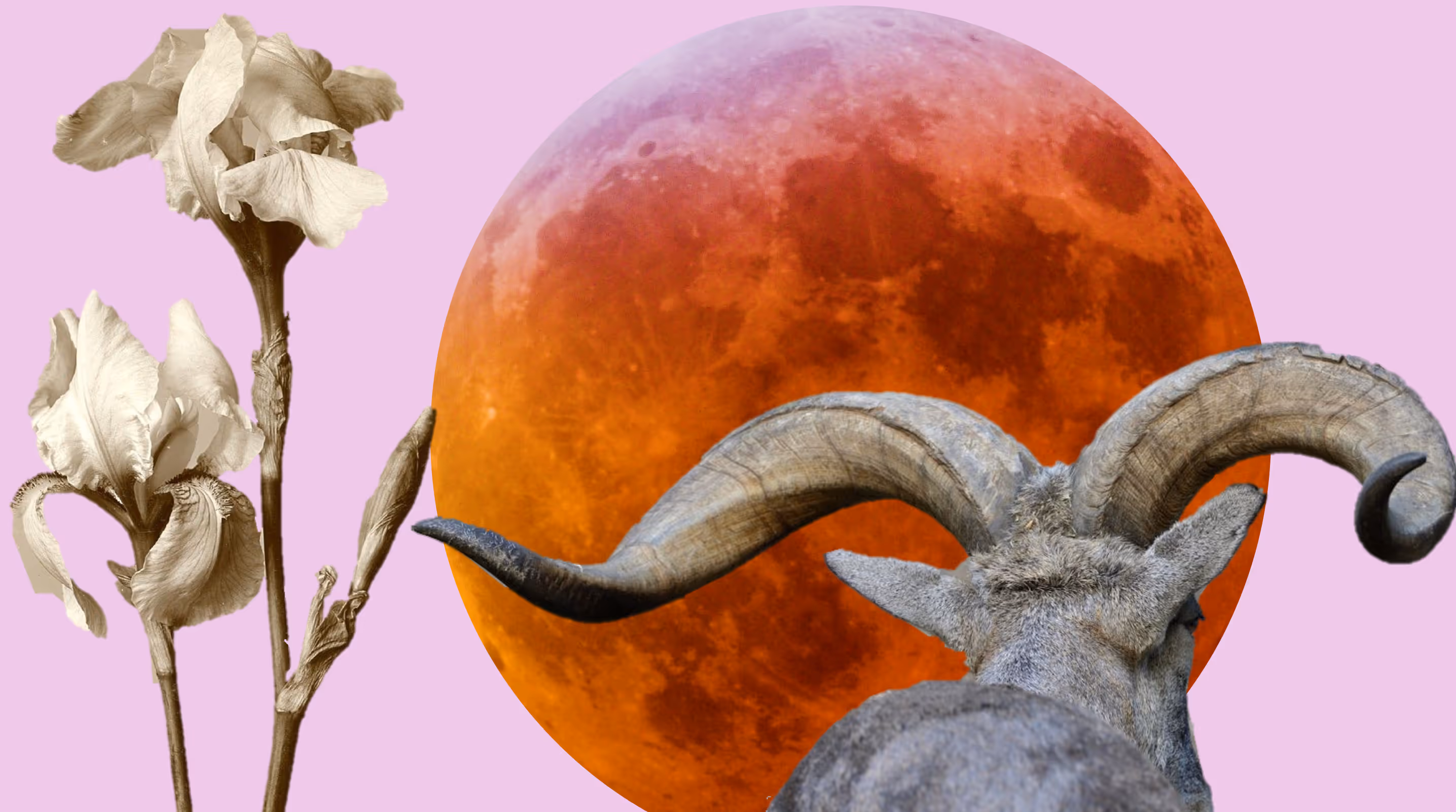 Here are horoscopes for the second two weeks of July 2019, starting with the Lunar Eclipse in Capricorn. Your Lunar Eclipse Horoscopes are meant to be read as inspiration. If you know both your rising sign and sun sign, please read both horoscopes. They both contain important information. You’ll know which resonates more for you. ...