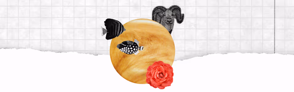 Your guide to Venus retrograde in Aries and Pisces — A collage of a ram, two fish, a rose, and the planet Venus.