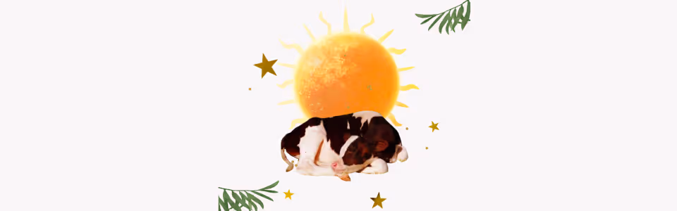 Horoscopes for Sun in Taurus — Collage: brown and white cow sleeps in front of the Sun with gold stars, and green plants.