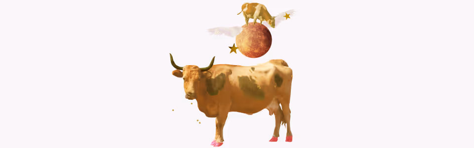 Horoscopes for Mercury in Taurus — Collage of two cows, one atop a winged planet Mercury, surrounded by gold stars.