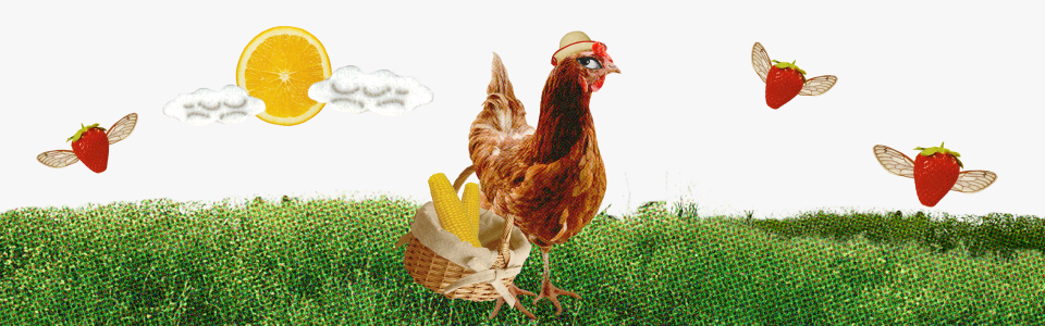 How to make September Equinox magic - A chicken in a hat on a field with a basket of corn, flying strawberries, and clouds.