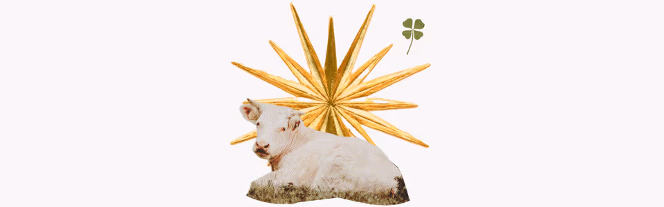 Horoscopes for the Sun in Taurus — Collage of a white cow resting in grass with a gold sunburst and a four-leaf clover.
