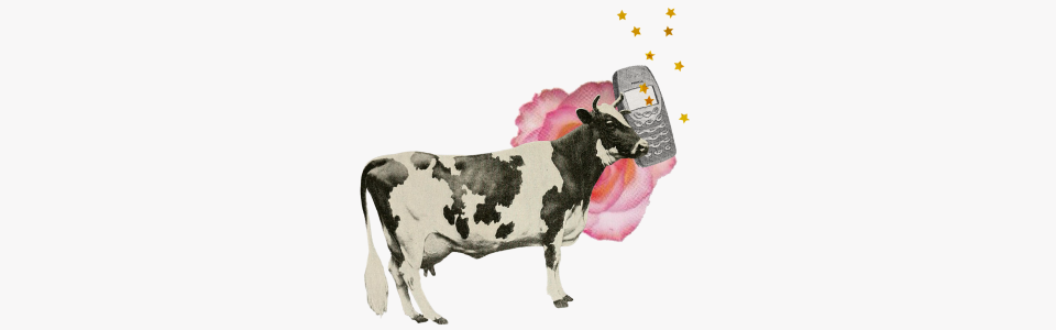 Horoscopes for Mercury in Taurus — Collage of a black and white cow with a Nokia phone, a pink rose, and gold stars.