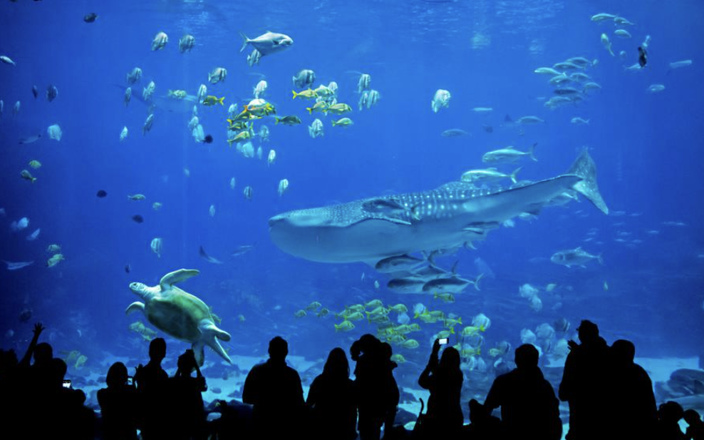 Aquarium visit