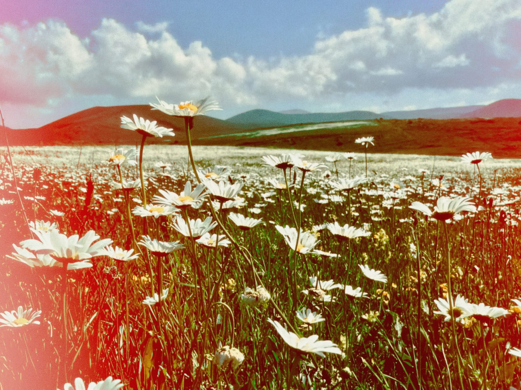 A field of daisies with a warm red and pink light leak washing across the frame