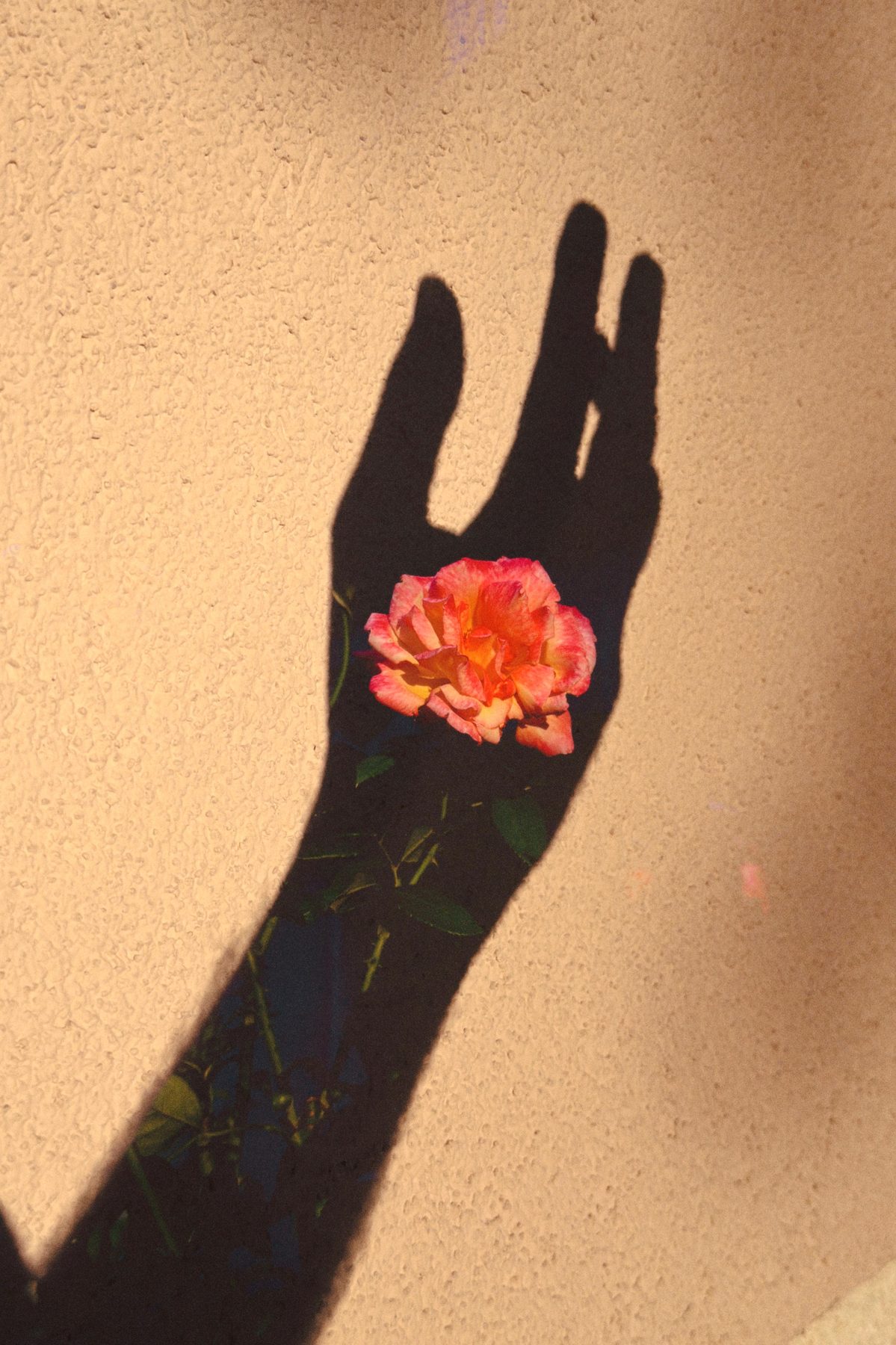 The shadow of a hand on a warm wall, with a flower sitting inside the shadow