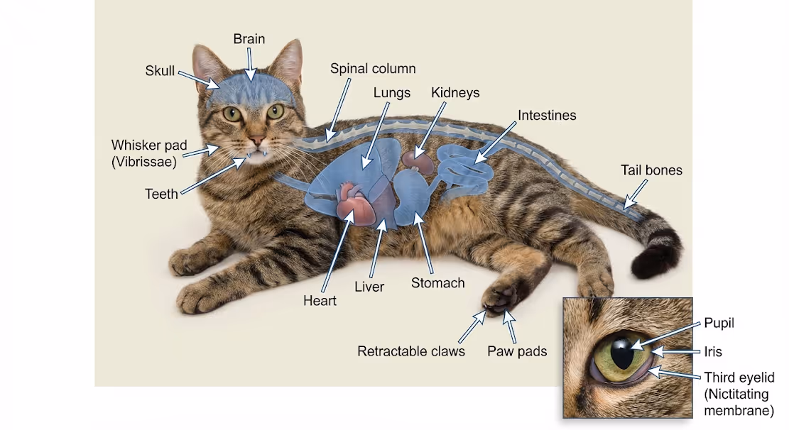 anatomy diagram created inside coursebox ai