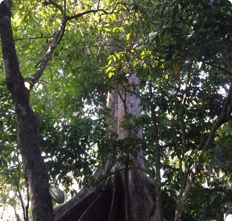Cacao Origin