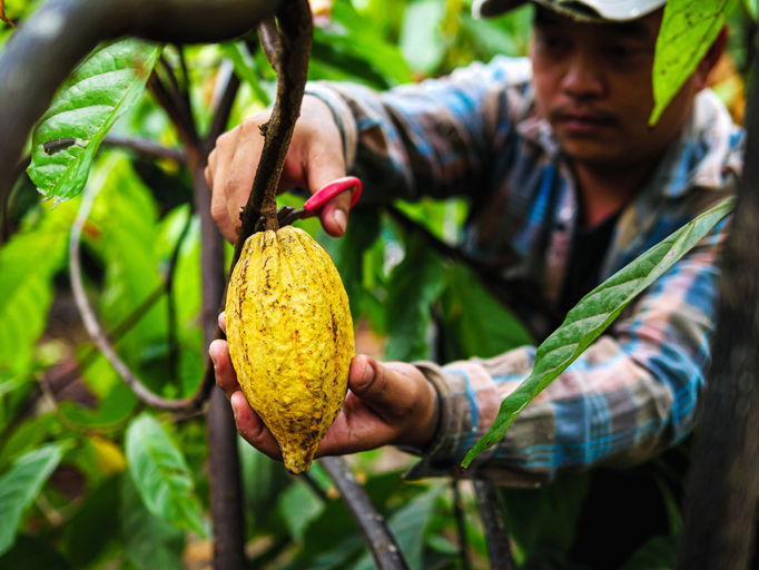 Bridge Institute Mission / Cocoa Farmer