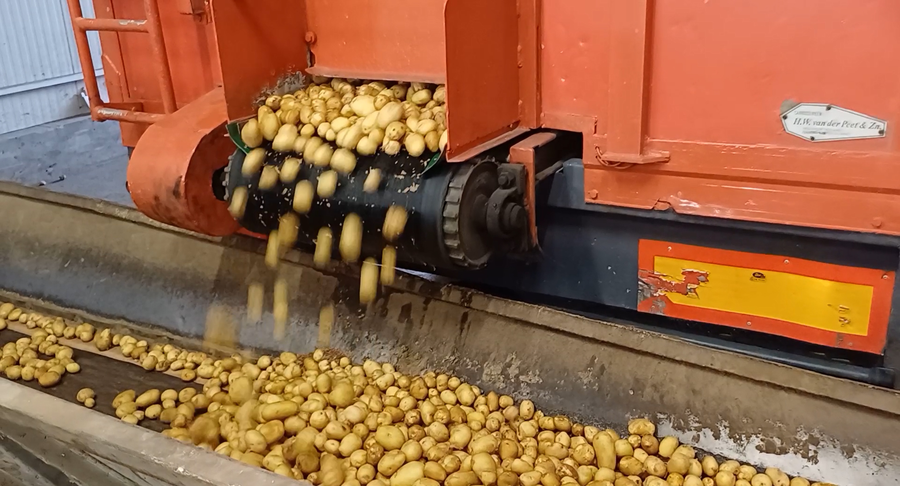 Potatoes falling from an orange industrial machine onto a sorting conveyor belt.