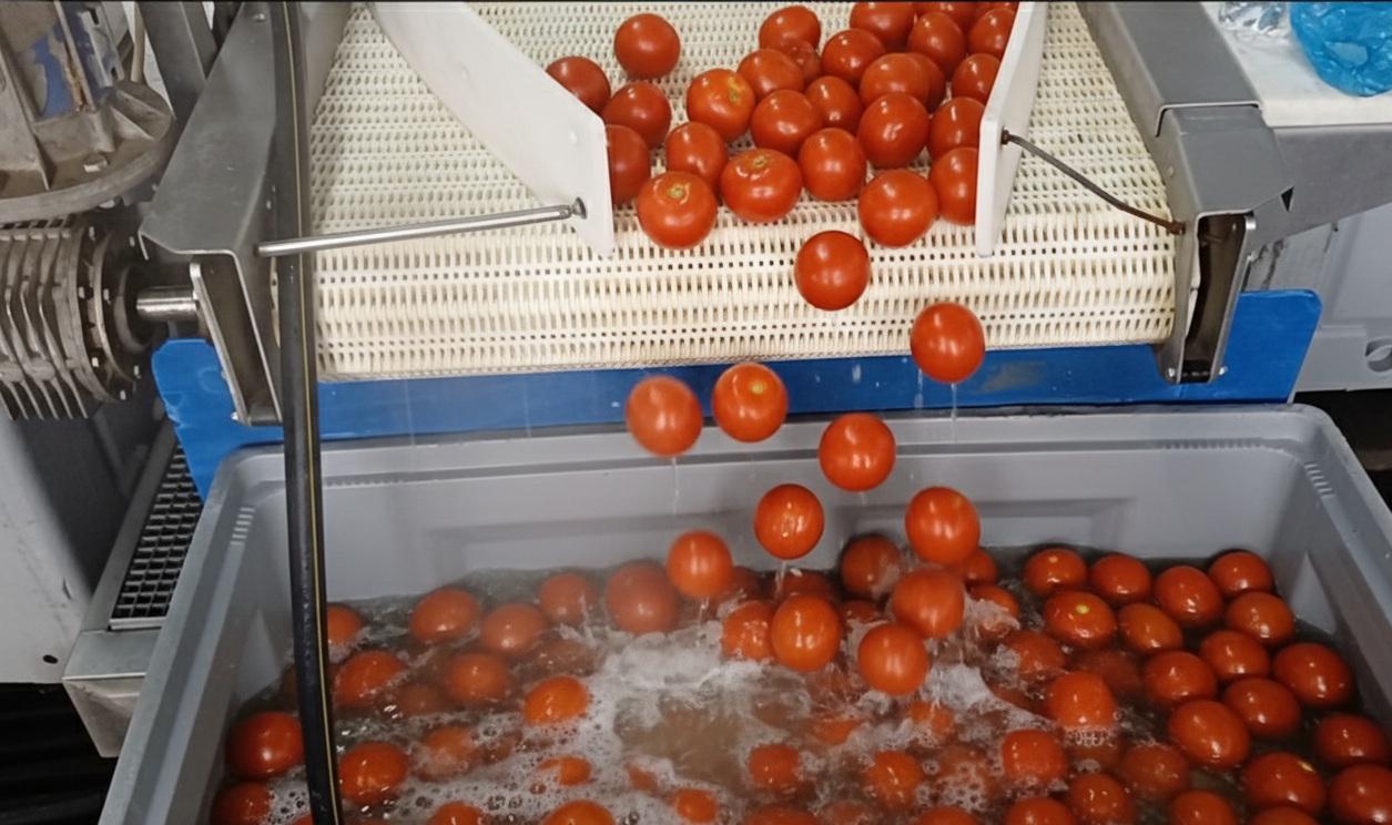 Red tomatoes falling from a conveyor belt into a water-filled container in a processing facility of a food processing factory