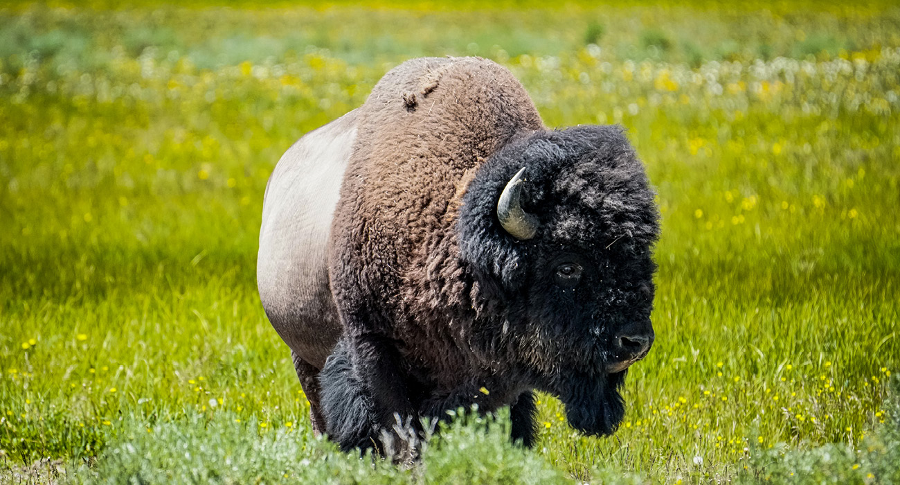 Buffalo Photo Yellowstone National Park