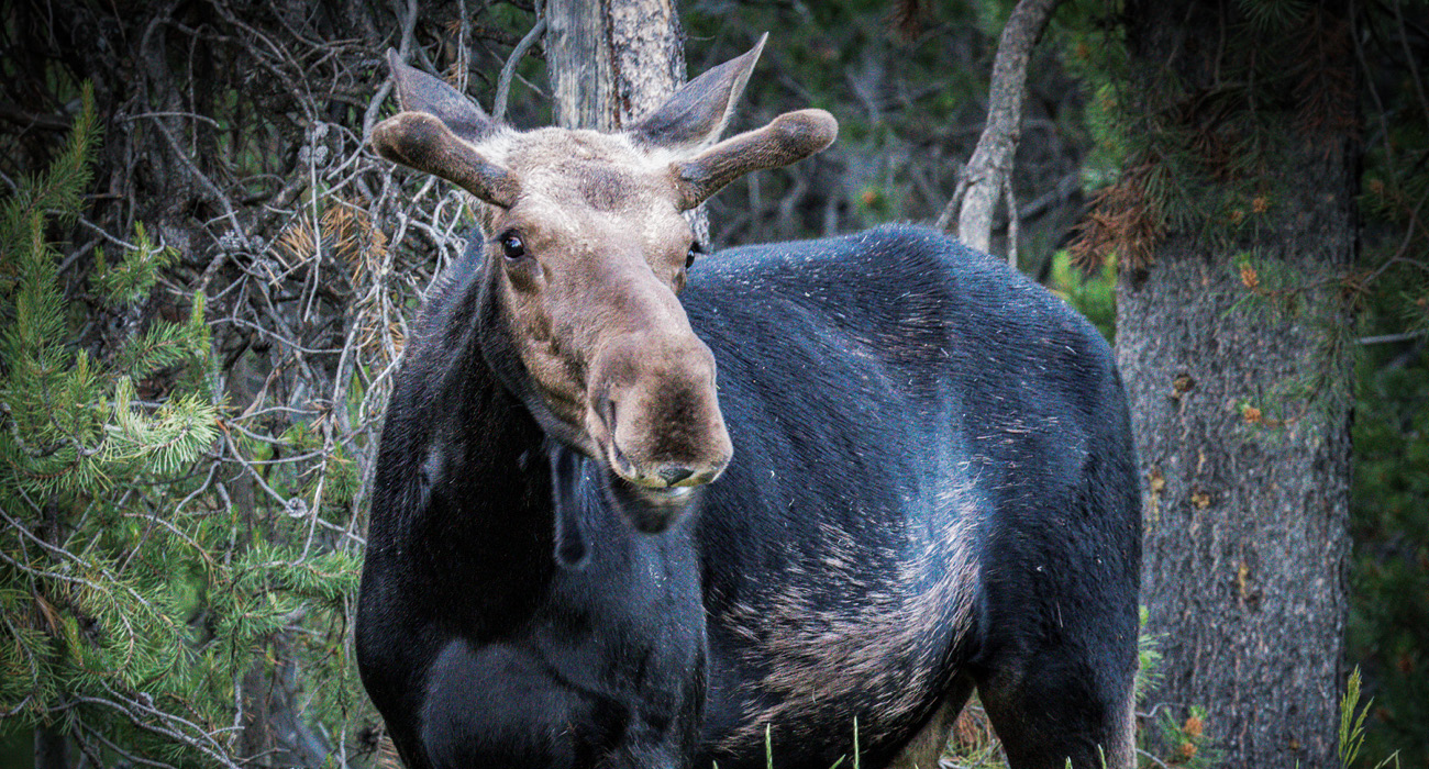 Moose photo taken in Central Maine