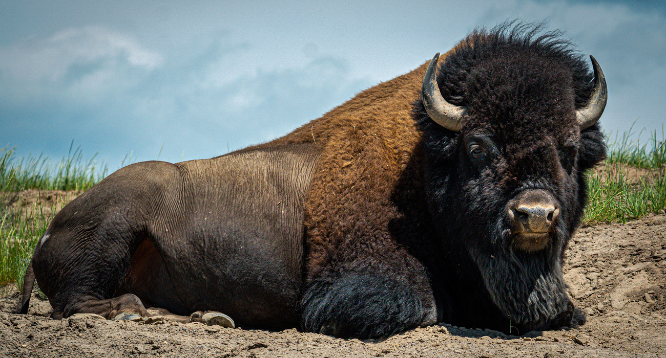 Large Male Buffalo Photo Yellowstone National Park.
