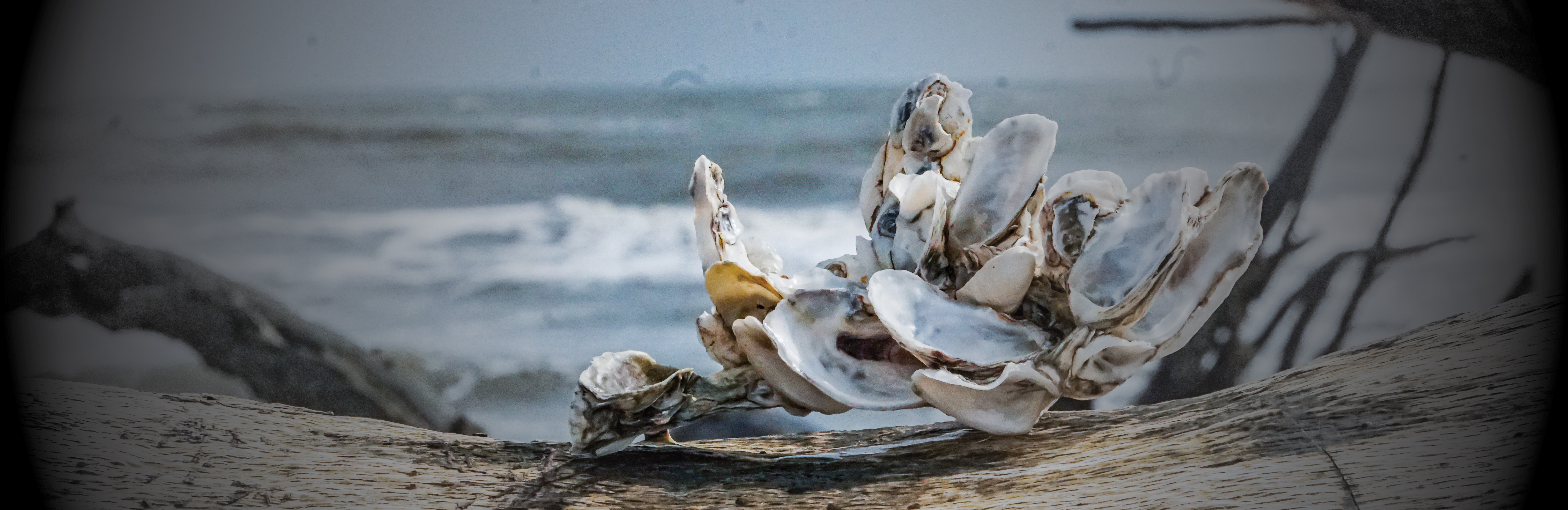 Seashells found at the beach in Portland, Maine.