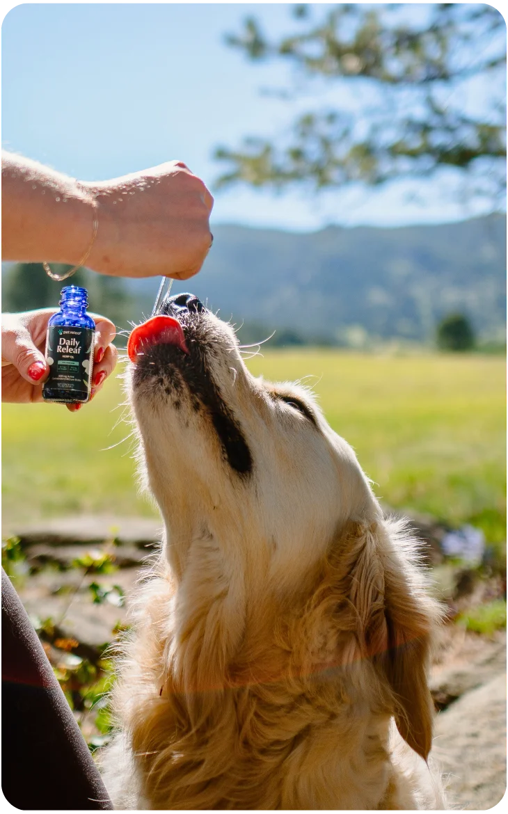Golden retriever being given Pet Releaf Daily Releaf drops outdoors