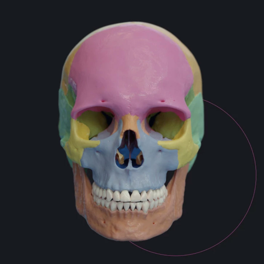 Learn human anatomy with the Anatomy.app 3D atlas. Establish clinical precision, spatial visualization, and total medical literacy.