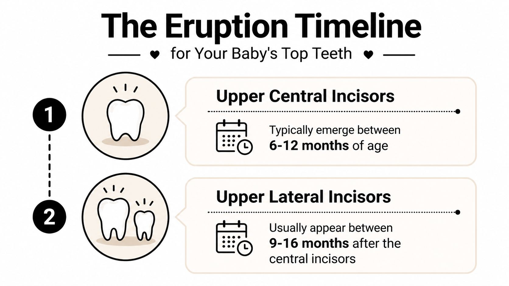 A timeline graphic showing when an infant's top central and lateral incisors typically erupt.