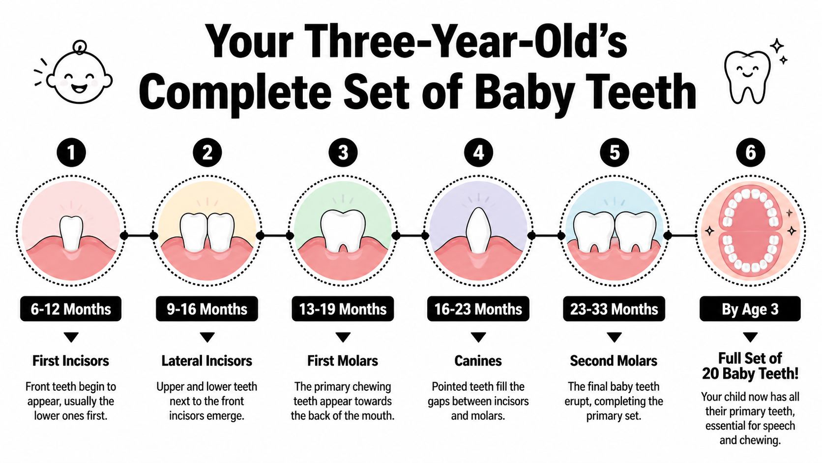 A timeline graphic showing the typical eruption stages of a child's twenty primary baby teeth by age three.