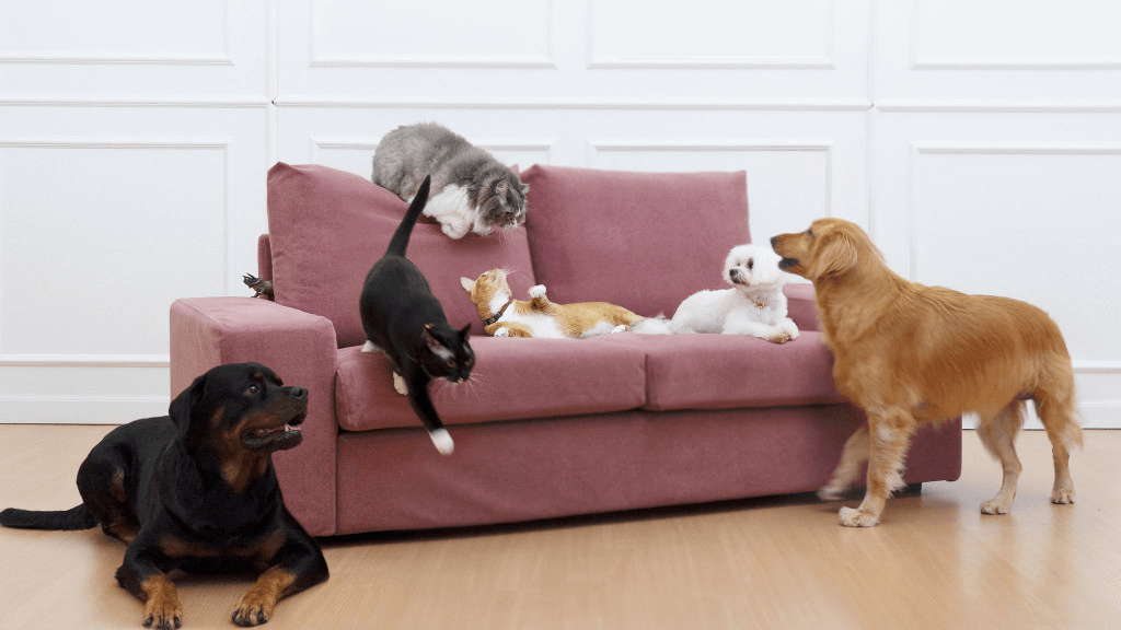 2026 Top 5 Best Furniture Materials for Dogs​ and Cats: The Ultimate Guide