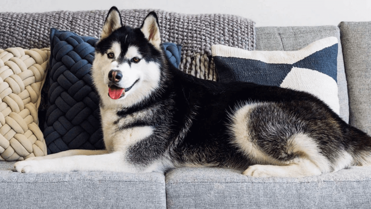 best furniture material for dogs and cats