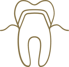 Line drawing of a tooth with gums and roots.