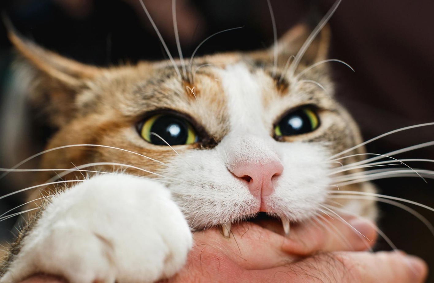 ¿Si me mordió un gato me tengo que vacunar? Rabia y tétanos