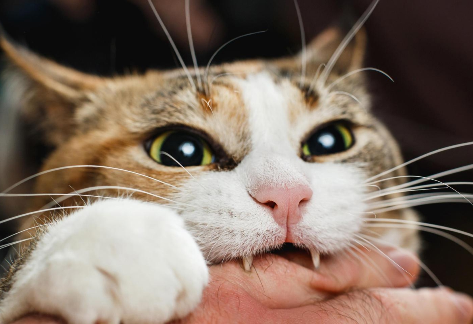 ¿Si me mordió un gato me tengo que vacunar? Rabia y tétanos