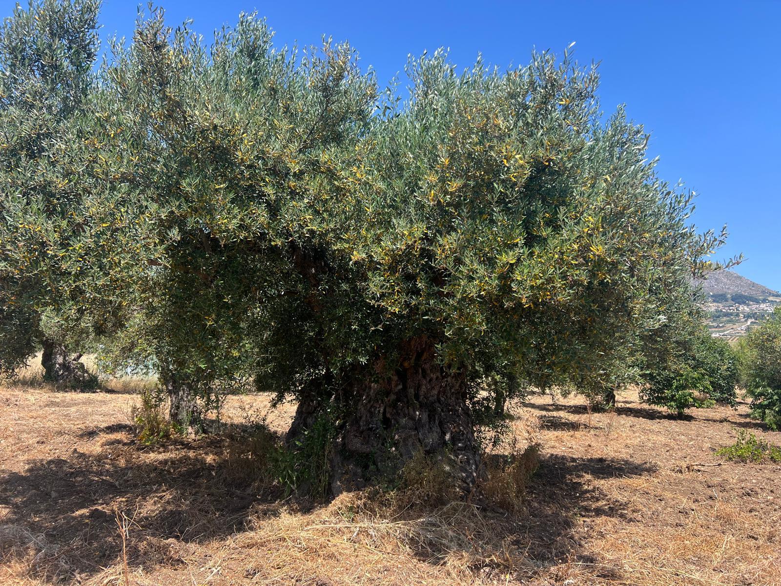 HISTORIVM, une huile d'olive de Sicile née sur le Monte Erice
