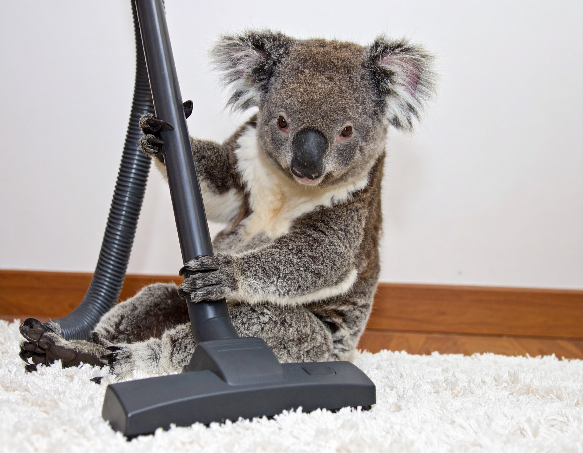 Dyson Reconditionné