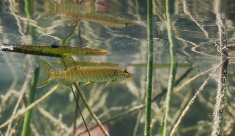 Les poissons de la Dronne : découvrez la vie secrète de la rivière à Brantôme