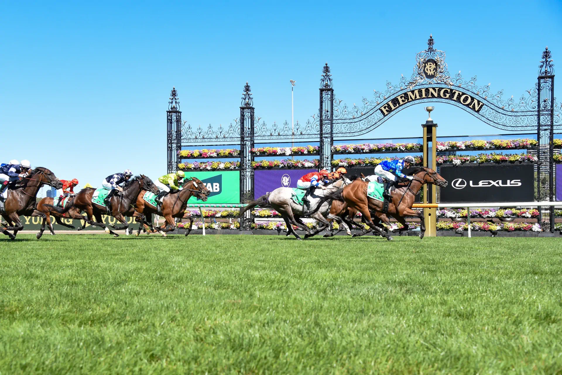 a group of horses racing on grass