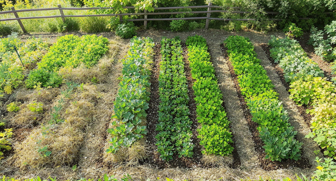 Overhead view of diverse raised garden plots with mulch, irrigation, and warm-season vegetables in Appalachian mountain terrain under morning light.