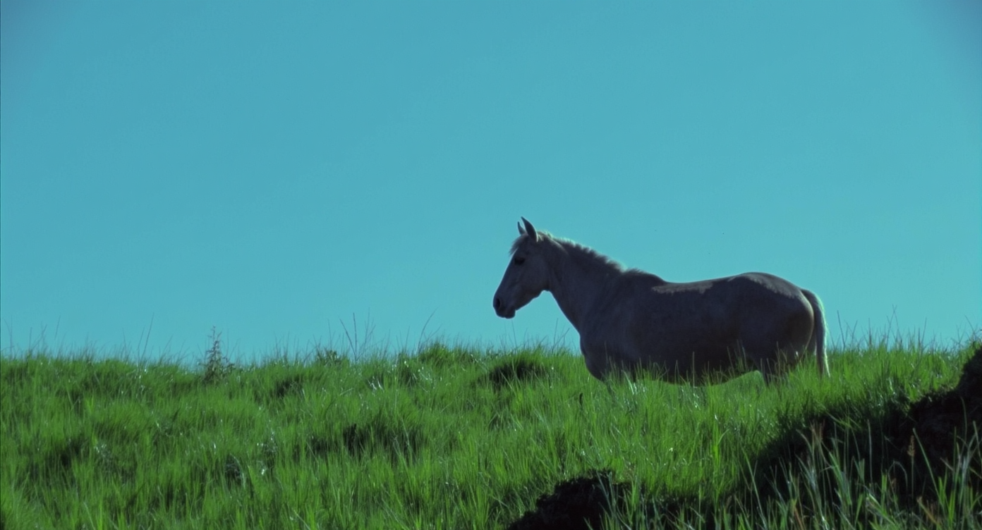Sunlit indoor gardening table with several tumbler tomato seedlings in small pots, each showing two sets of crisp green leaves, surrounded by gardening tools.