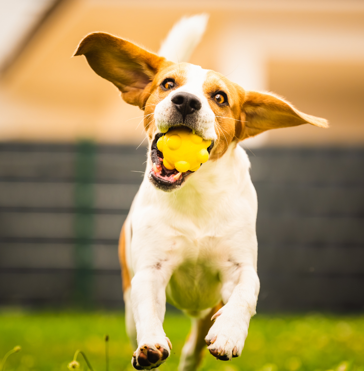 Celebrity-backed pet accessories brand