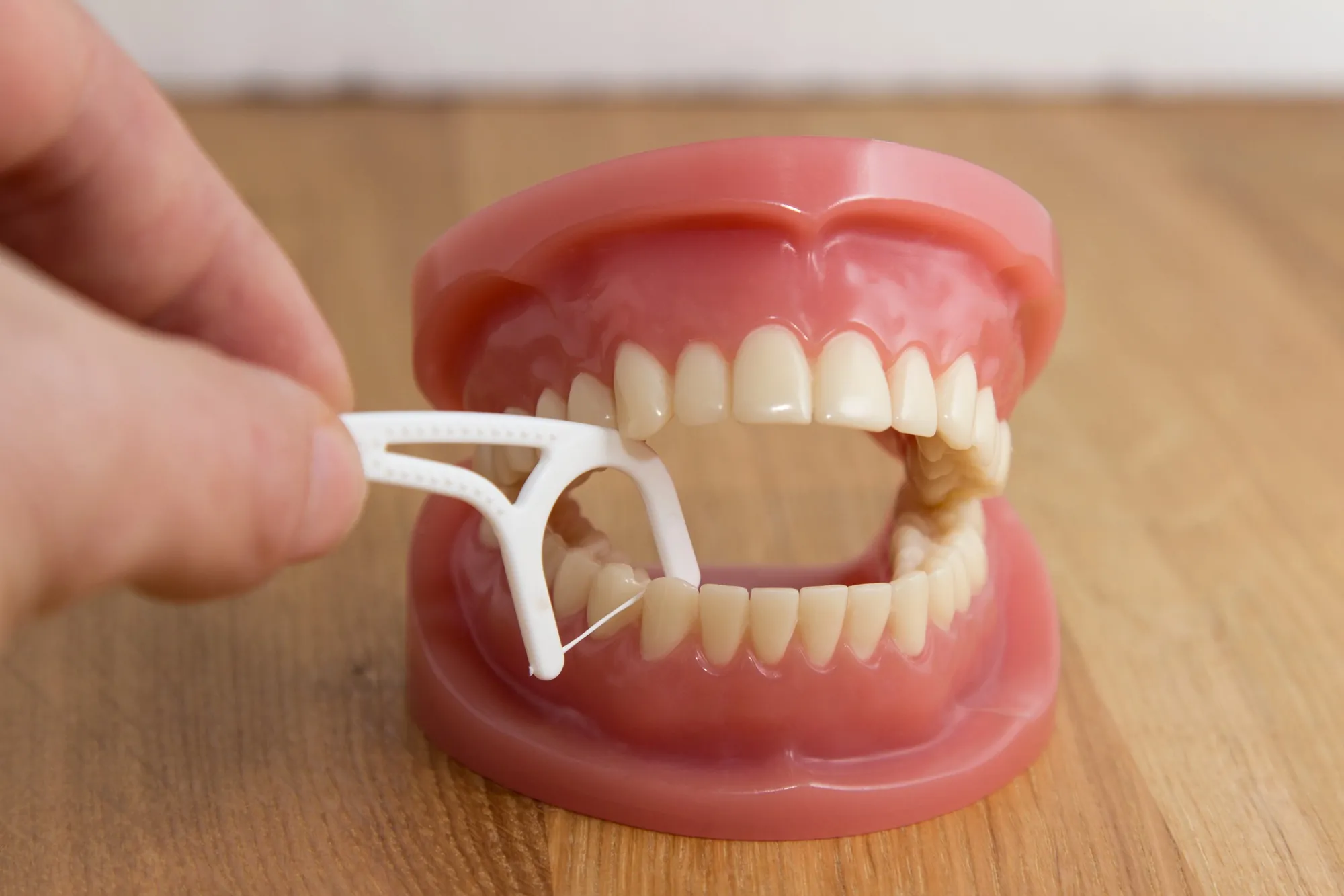 Close-up of a denture model being flossed to demonstrate denture care in Lexington KY
